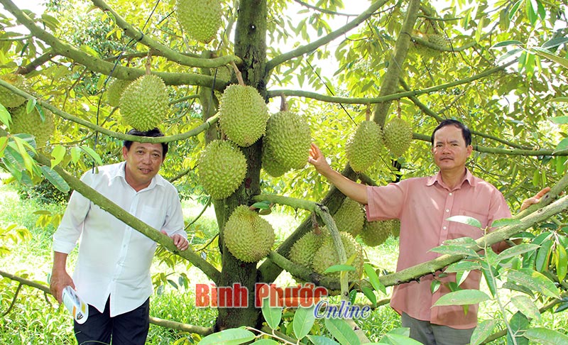 nhungcaytrong10082017031527.jpg