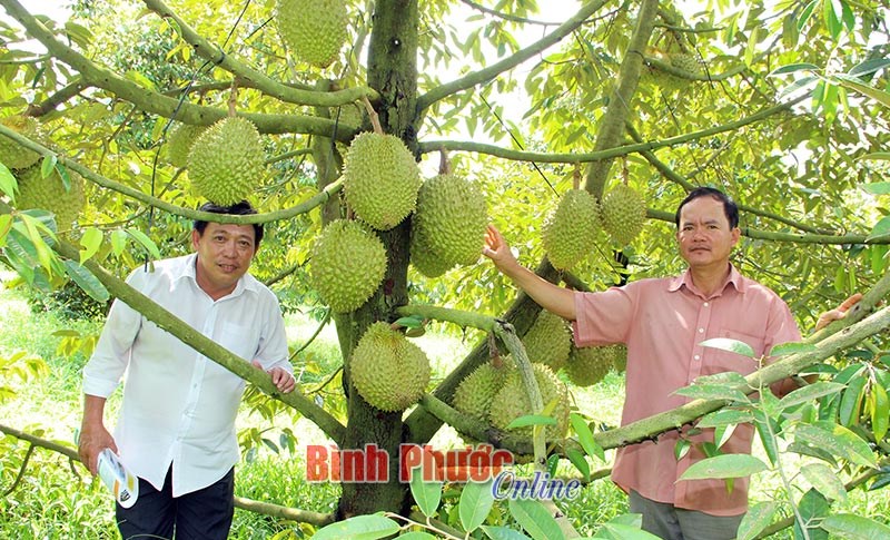 Những cây trồng làm nên thương hiệu Bình Phước - Bài cuối