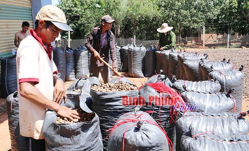 Những lợi thế của Bình Phước trong thu hút đầu tư Những lợi thế của Bình Phước trong thu hút đầu tư