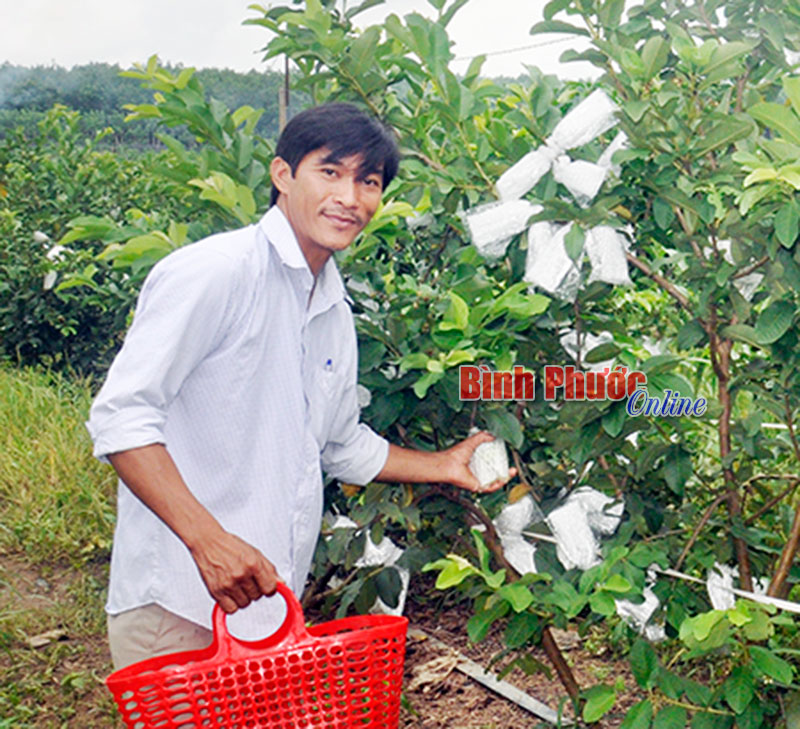 Những nông dân sản xuất giỏi ở xã Nghĩa Bình