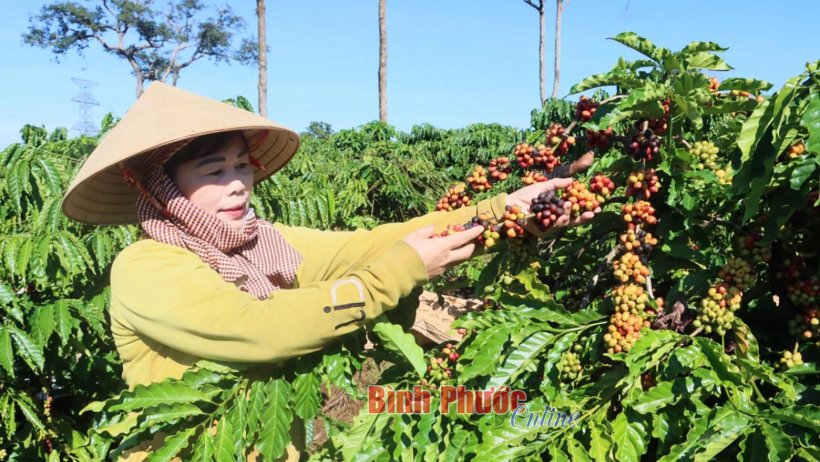 Niềm vui của người trồng cà phê