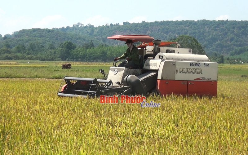 Niềm vui người trồng lúa Đăng Hà