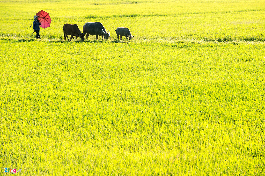 ninh-binh-322082018091710.jpg