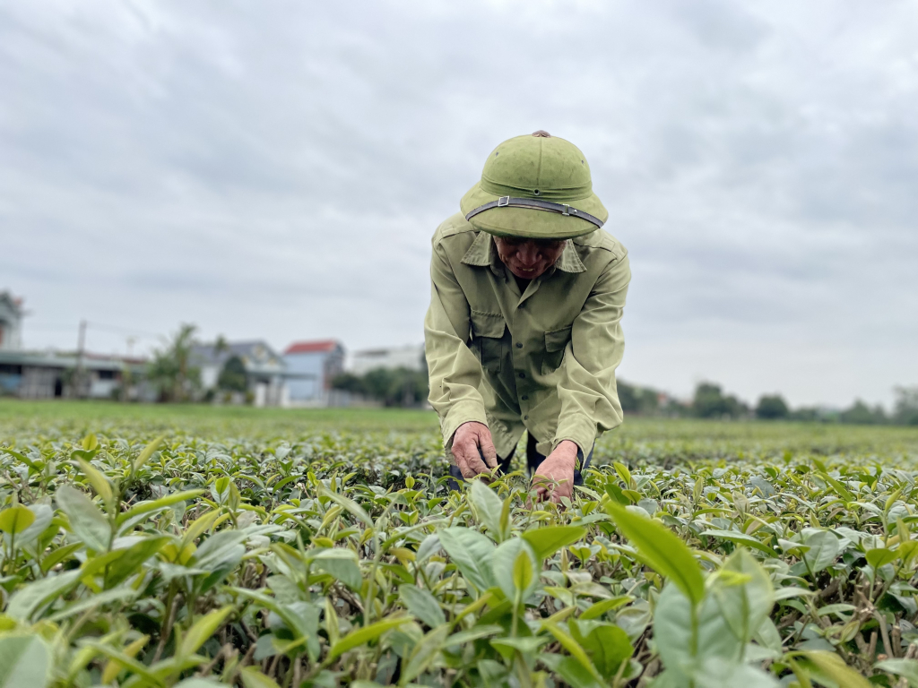 Nỗ lực để thương hiệu nông sản vươn xa Nỗ lực để thương hiệu nông sản vươn xa