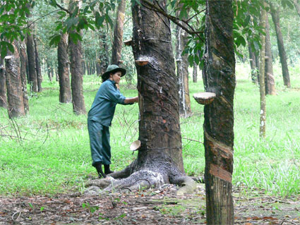 Nông sản tăng giá - mừng hay lo?
