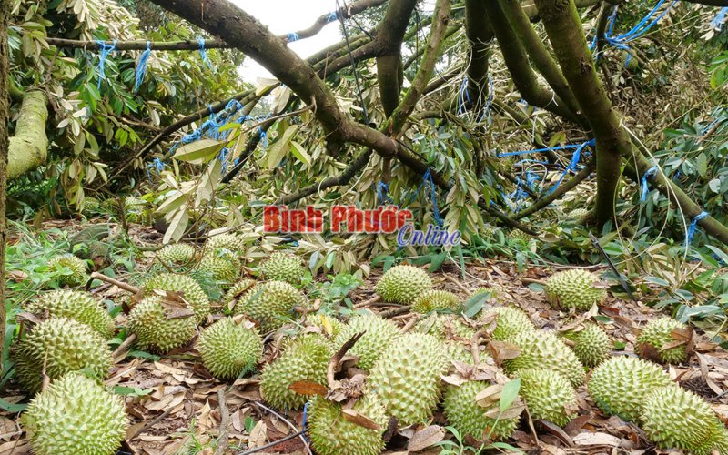 Nỗi buồn sầu riêng…