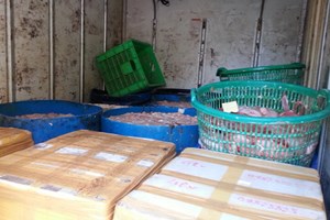 Bắt giữ 700kg lợn sữa bốc mùi vận chuyển về TP.HCM Bắt giữ 700kg lợn sữa bốc mùi vận chuyển về TP.HCM