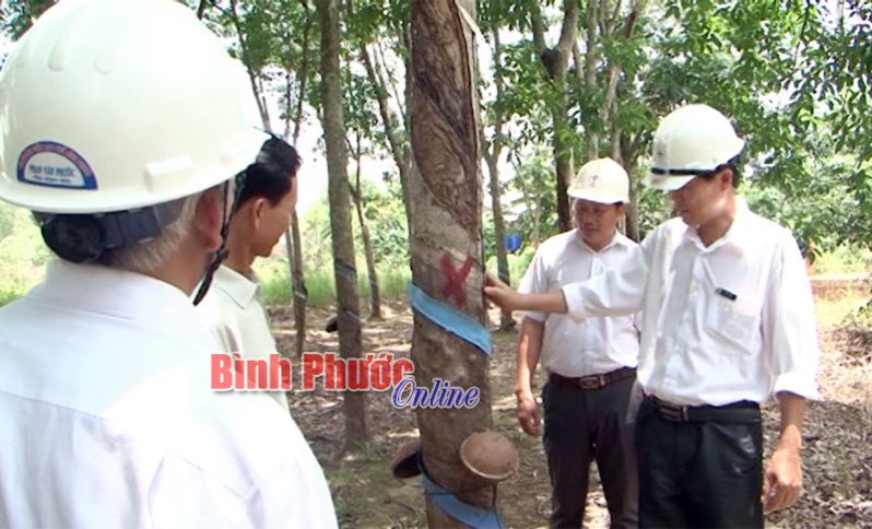 Nỗ lực bảo vệ hành lang an toàn lưới điện cao áp Nỗ lực bảo vệ hành lang an toàn lưới điện cao áp