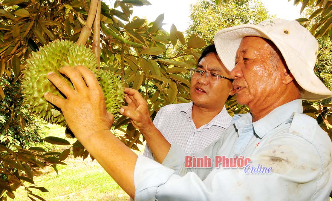 nong-nghiep-phu-rieng-419062020030556.jpg