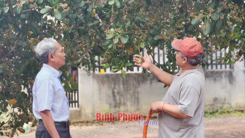 Nông dân phấn khởi vào vụ thu hoạch