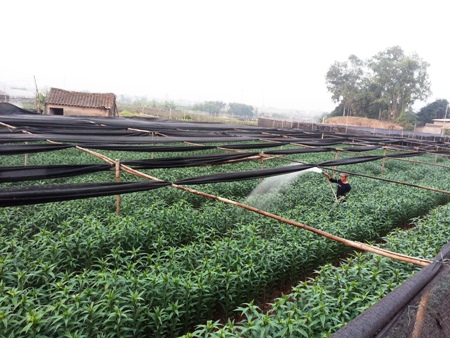 Nông dân ồ ạt trồng hoa ly Nông dân ồ ạt trồng hoa ly