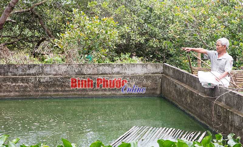 Nông dân Tân Hiệp nuôi ba ba trở lại