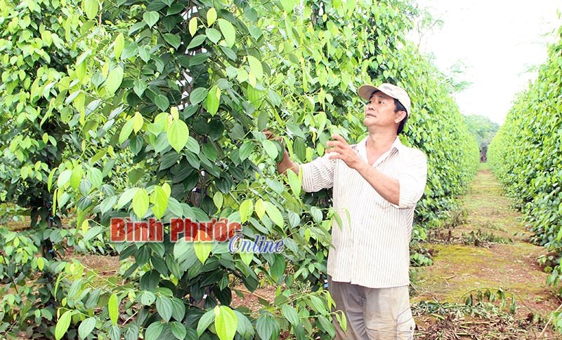 Nông dân vững tin với hồ tiêu - Bài 1 Nông dân vững tin với hồ tiêu - Bài 1