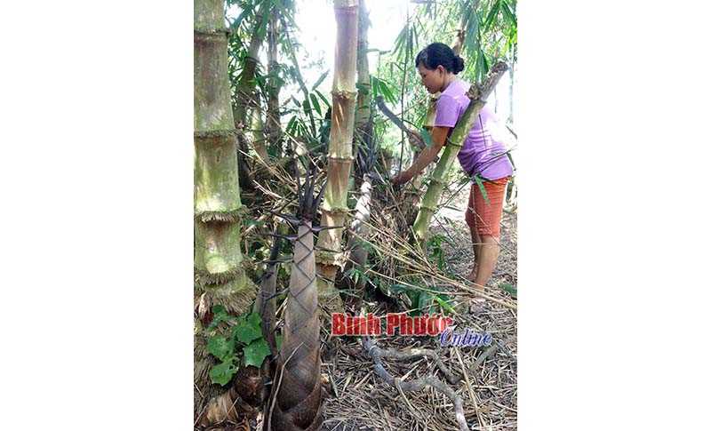 Nông dân Thành Tâm duy trì trồng tre lấy măng Nông dân Thành Tâm duy trì trồng tre lấy măng