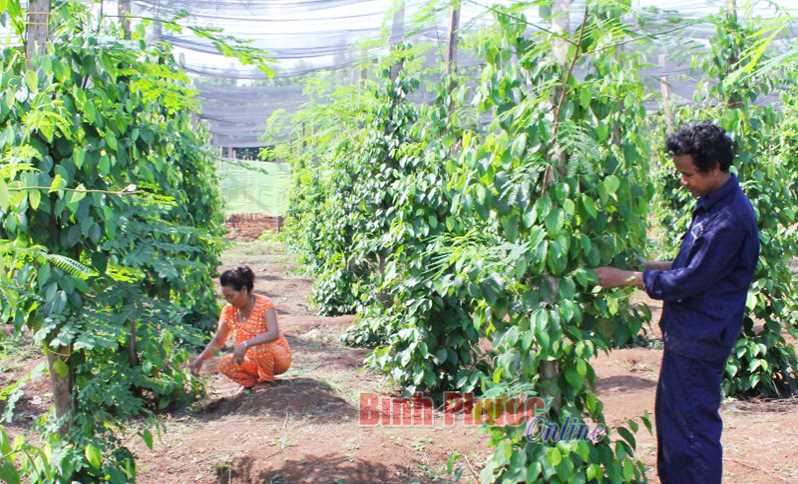 Nông dân Bù Đốp giúp nhau giảm nghèo trên 1 tỷ đồng