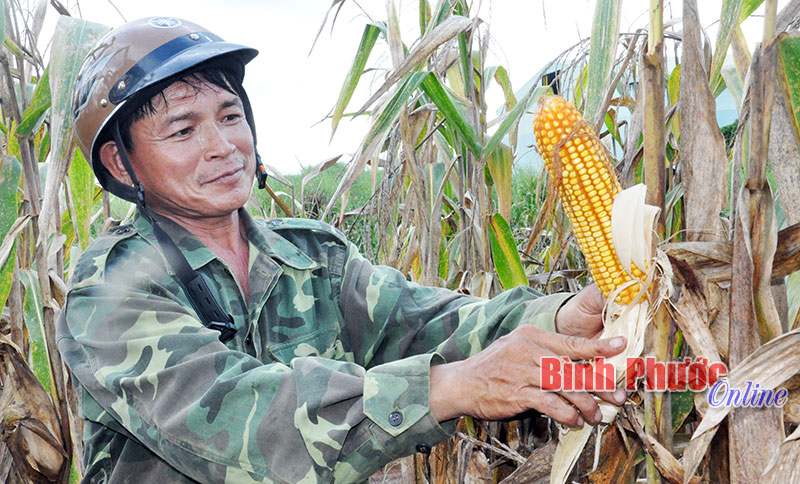 Nông dân Hớn Quản “bén” với cây bắp biến đổi gen