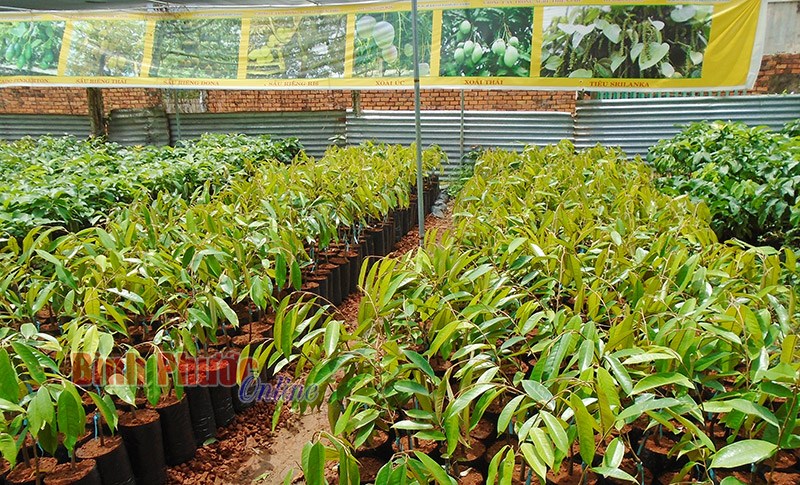 Nông dân Lộc Ninh, Bù Đốp chuyển hướng trồng cây ăn trái