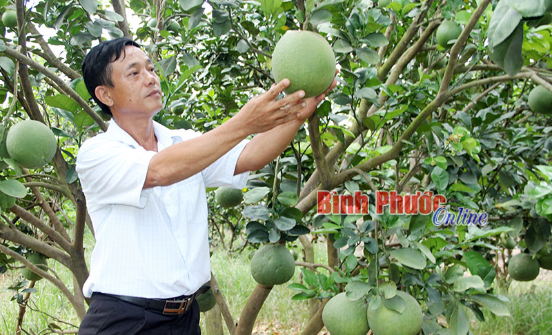 Nông nghiệp Bình Phước: Cần quy hoạch tổng thể