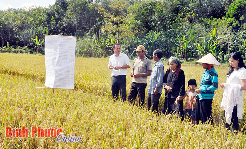 “Một phải năm giảm” - hướng đi mới cho người trồng lúa