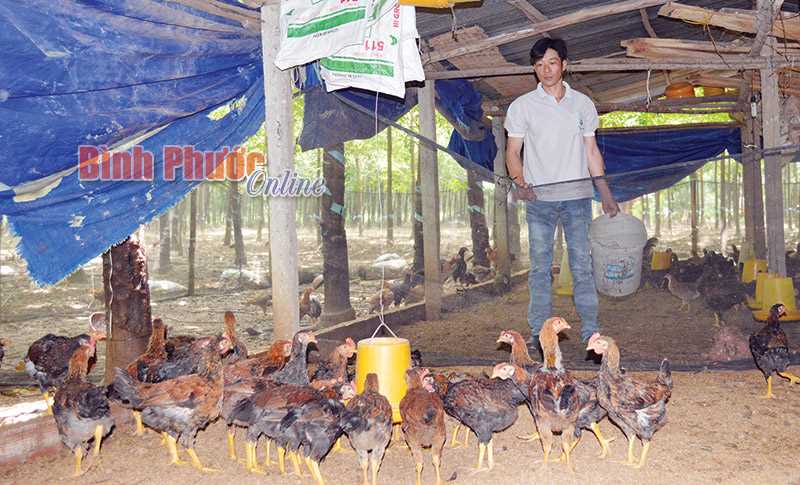 Anh Nông Văn Dậu: Chủ động tiêm vắc-xin phòng bệnh cho gà