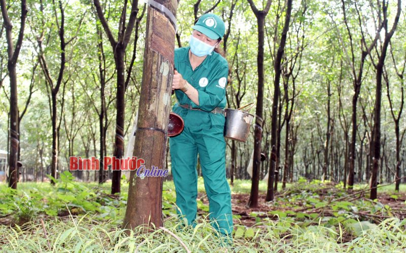 Nữ công nhân cao su tiêu biểu