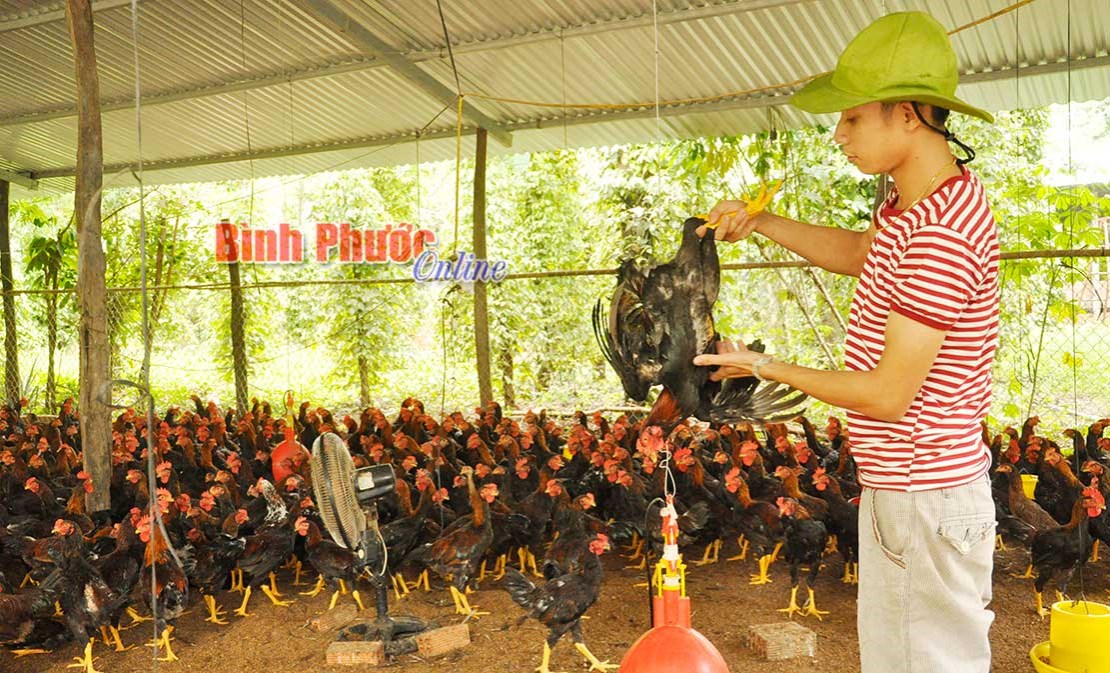 Hướng tới phát triển chăn nuôi bền vững