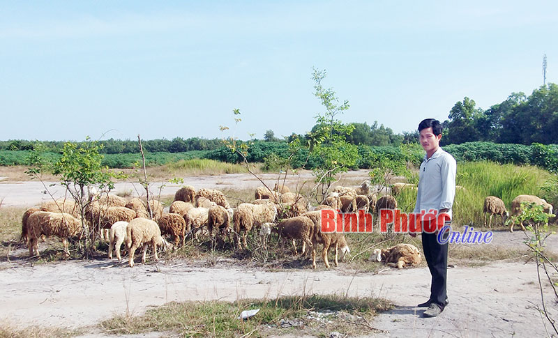 Có thể nuôi cừu ở Bình Phước?