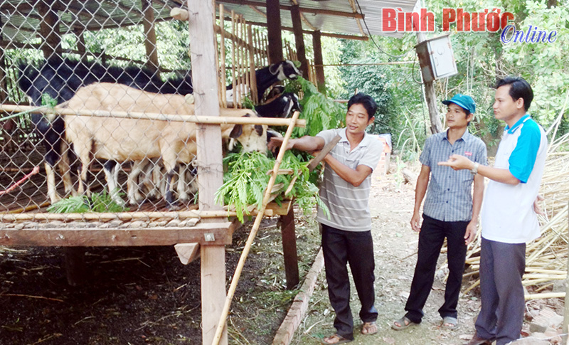 Tổ hợp tác - nơi nuôi dưỡng ý chí lập nghiệp của thanh niên nông thôn Tổ hợp tác - nơi nuôi dưỡng ý chí lập nghiệp của thanh niên nông thôn