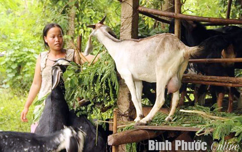 Xây dựng nông thôn mới ở xã nghèo An Khương