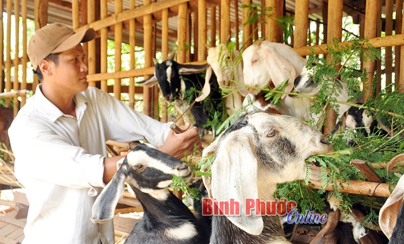 Để mô hình kinh tế tập thể của thanh niên hoạt động hiệu quả