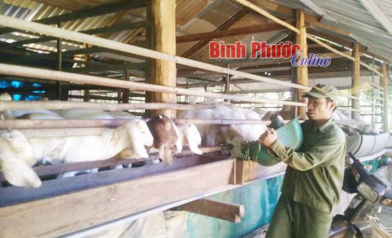 Nuôi dê thu lời cao Nuôi dê thu lời cao
