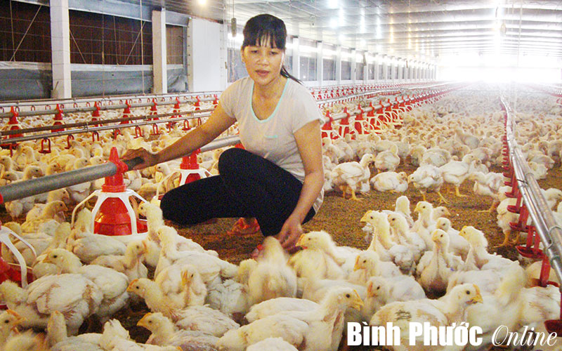 Nhiều hình thức hỗ trợ người dân tộc thiểu số làm kinh tế