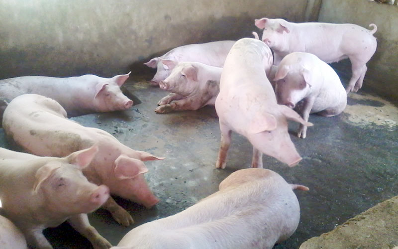 Chính sách hỗ trợ chăn nuôi nông hộ Chính sách hỗ trợ chăn nuôi nông hộ