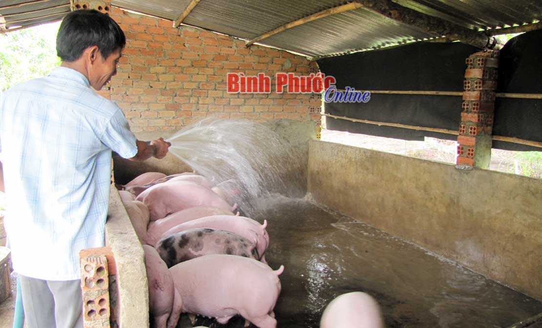 Hệ lụy sau dịch tả heo châu Phi - Bài 1 Hệ lụy sau dịch tả heo châu Phi - Bài 1