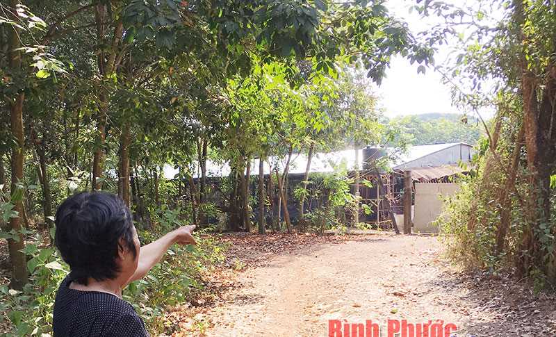 Chăn nuôi heo gây ô nhiễm môi trường Chăn nuôi heo gây ô nhiễm môi trường