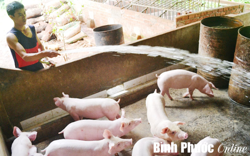 Thoát nghèo nhờ nuôi heo Thoát nghèo nhờ nuôi heo