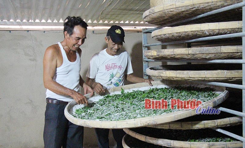 Làm giàu từ trồng dâu nuôi tằm