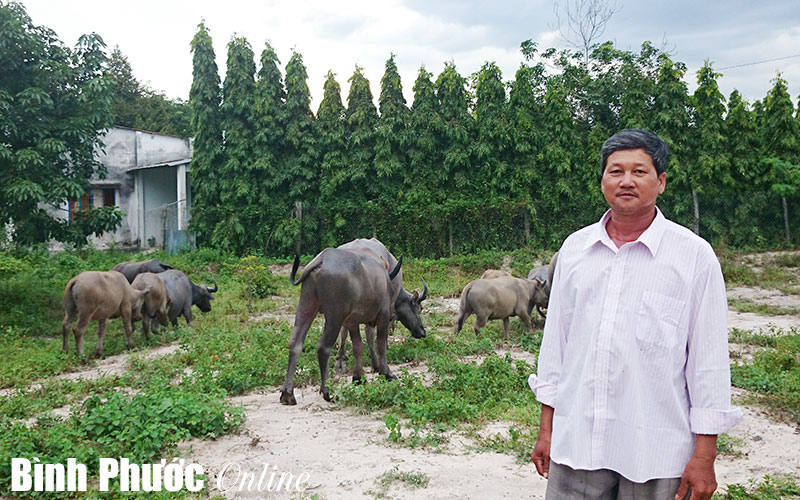 Nuôi trâu cho thu nhập cao