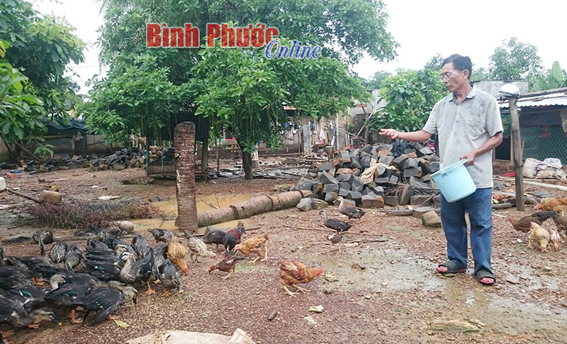 Nuôi vịt trời - làm chơi, ăn thiệt