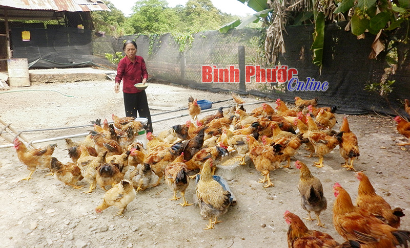 Nút thắt và giải pháp đầu ra cho gà thả vườn Nút thắt và giải pháp đầu ra cho gà thả vườn