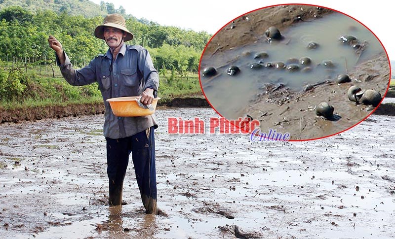 Hớn Quản: Ốc bươu vàng hại lúa diện rộng Hớn Quản: Ốc bươu vàng hại lúa diện rộng