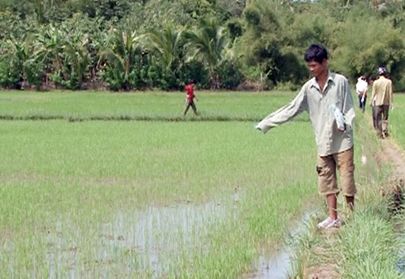 Hớn Quản: 120 ha lúa bị ốc bươu vàng phá hoại Hớn Quản: 120 ha lúa bị ốc bươu vàng phá hoại