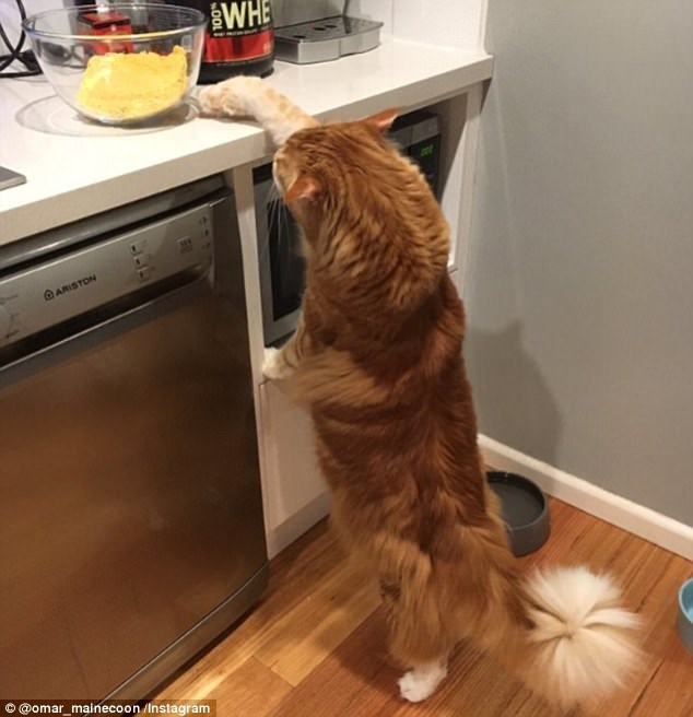 omarcat225052017045713.jpg