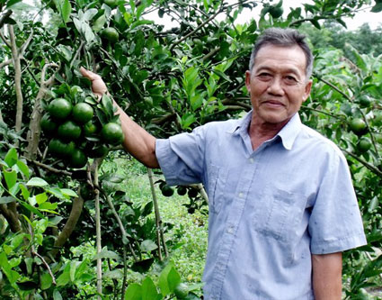 Ông Hai Dân làm giàu từ quýt tiều