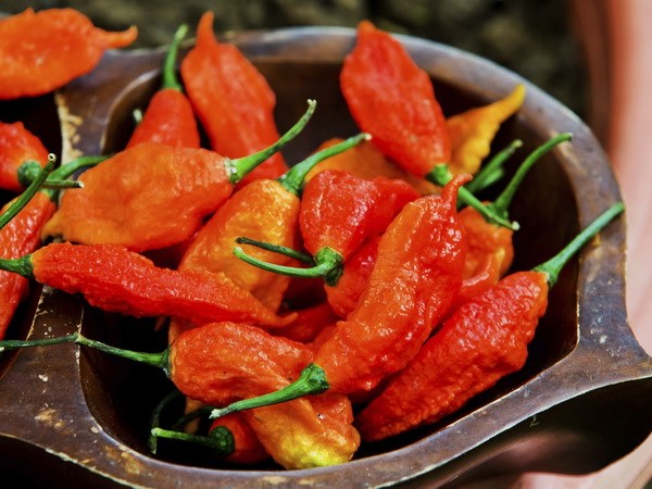 Thực quản rách toạc do ăn loại ớt ma cay nhất thế giới