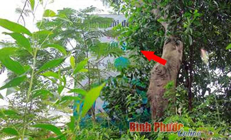 Pa-nô tuyên truyền về môi trường trong vườn cây Pa-nô tuyên truyền về môi trường trong vườn cây