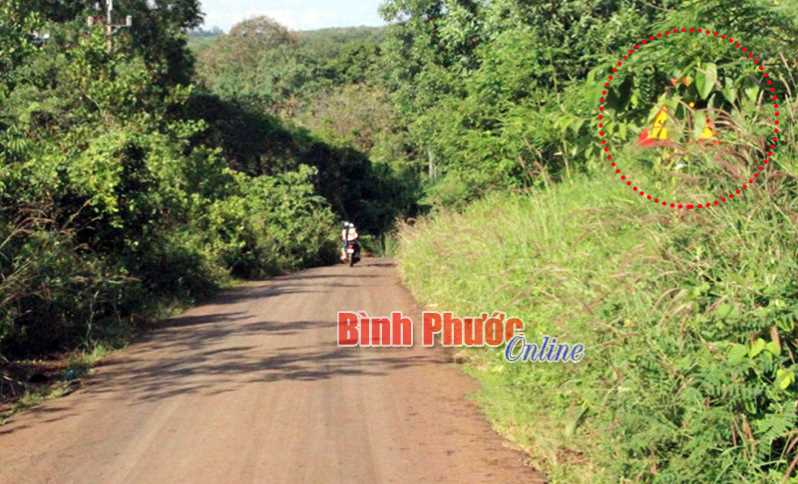 Biển báo trong bụi rậm Biển báo trong bụi rậm