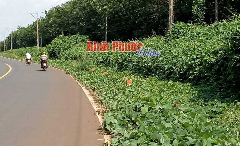 Cỏ lấn đường