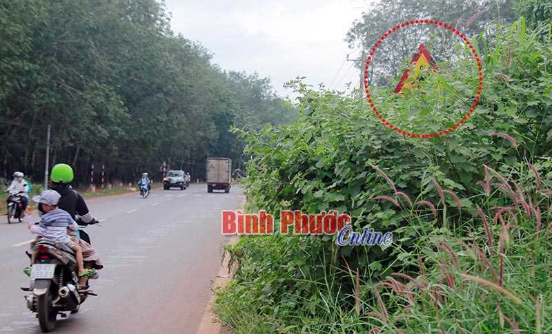 Biển báo bị cây dại che khuất Biển báo bị cây dại che khuất