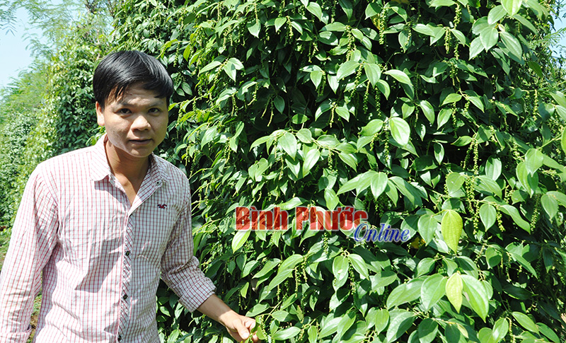 pham-thanh-nam.jpg